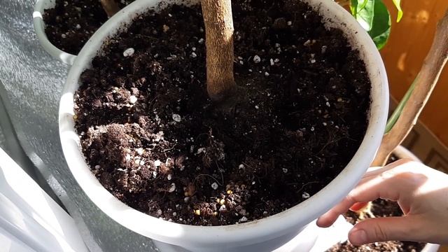 Удобрения для лимонов и других цитрусовых растений. смотреть онлайн