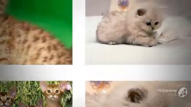 Смотреть онлайн смешные котята! смотреть онлайн