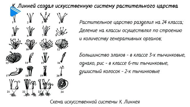 11 Класс - Биология - Многообразие органического мира смотреть онлайн