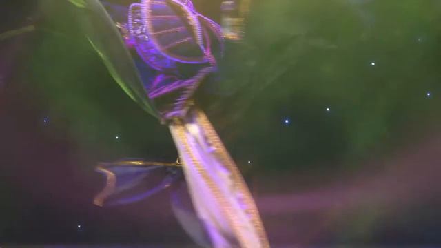 Шоу в стиле венецианского карнавала - "Palladio" смотреть онлайн