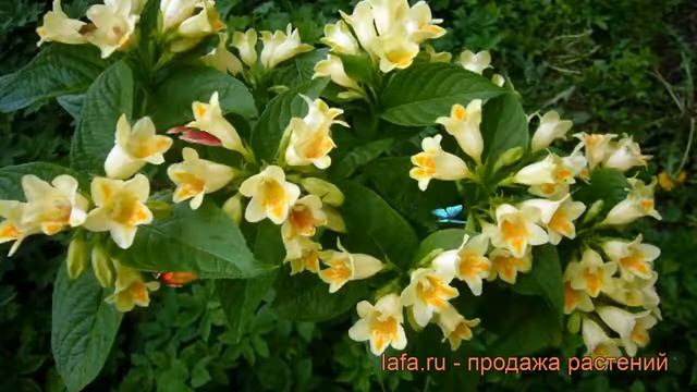 Вейгела миддендорфа (weigela) ? миддендорфа вейгела обзор: как сажать, саженцы вейгелы смотреть онлайн