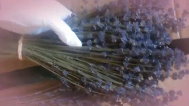 Лаванда французская и крымская (в чём разница) смотреть онлайн