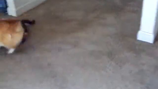 Cat And Corgi Are Best Friends