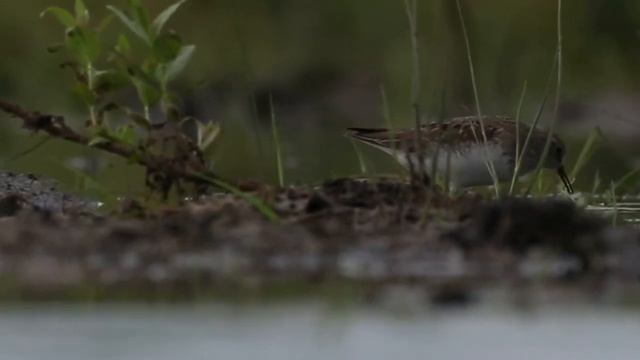 Песочник Белохвостый (Calidris temminckii) смотреть онлайн