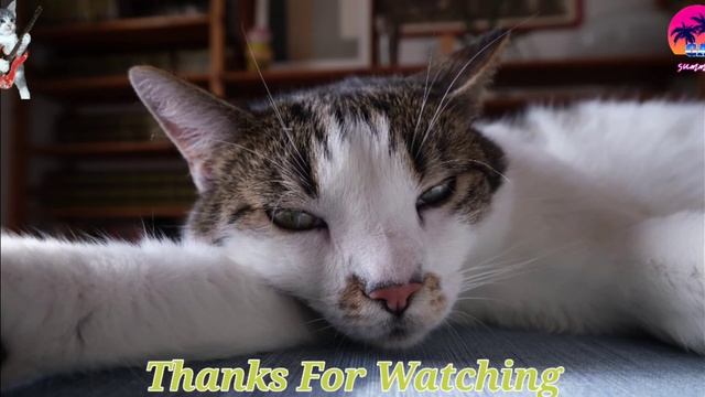 Funniest Cats//Very Cute And Beautiful ❤️ Cat Video In 2021 смотреть онлайн
