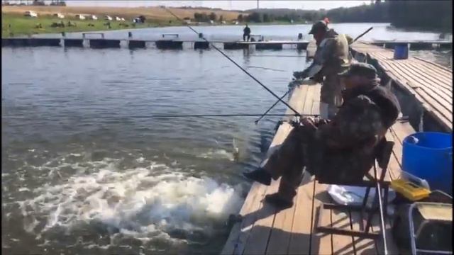 Клевое Место д. Савельево. Поимки форели первый сектор.В приоритете паста- сыр желтый. смотреть онлайн