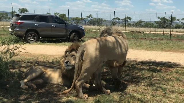 LION AND SAFARI PARK(LIONS PARK) Johannesburg, South Africa Tourism смотреть онлайн