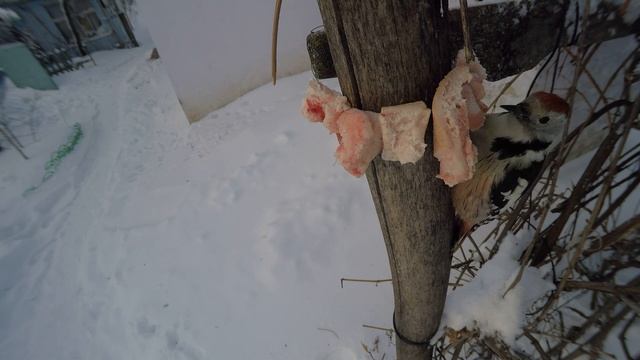 ДятелСП ракурс сверху сбоку ОТЛИЧНО гоняет синиц Сало Зима Денисово 3