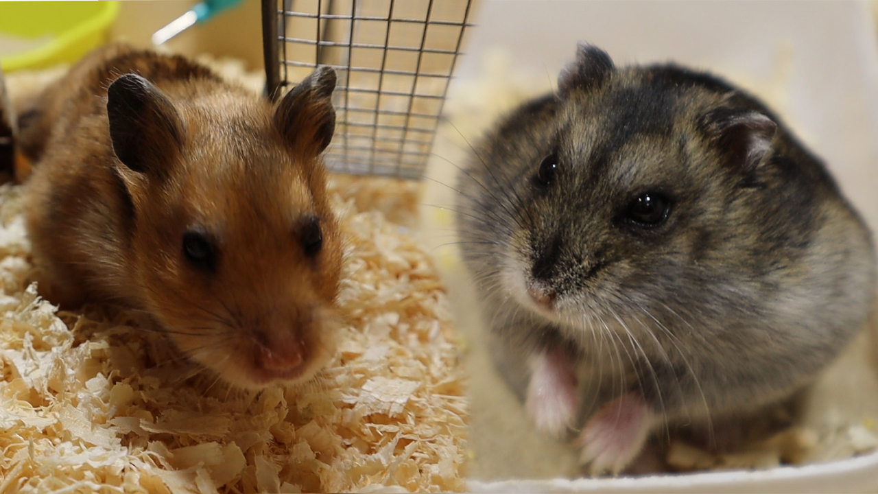 Чем сирийский хомяк отличается от джунгарского хомяка? Какого хомяка выбрать смотреть онлайн