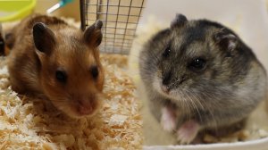 Чем сирийский хомяк отличается от джунгарского хомяка? Какого хомяка выбрать
