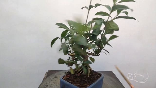 Mi primera GARDENIA JAZMIONIDE bonsai смотреть онлайн
