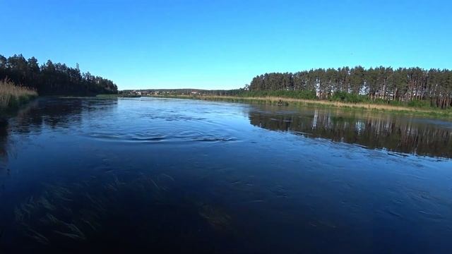 Большие КАРПЫ на нересте 2020 /часть 2/.Carp spawning смотреть онлайн