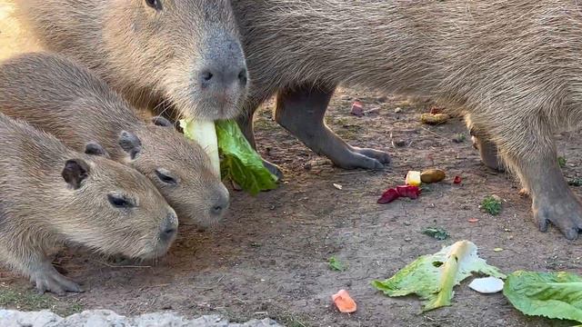 More Capybara Facts! Get Up Close To Baby Capybaras смотреть онлайн