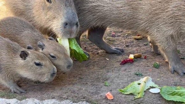 More Capybara Facts! Get Up Close To Baby Capybaras