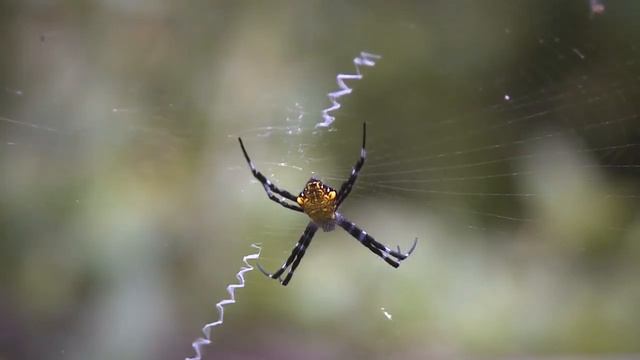 Пауки дома смотреть онлайн