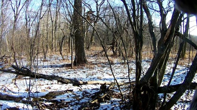 Захожу с луга в лес смотреть онлайн