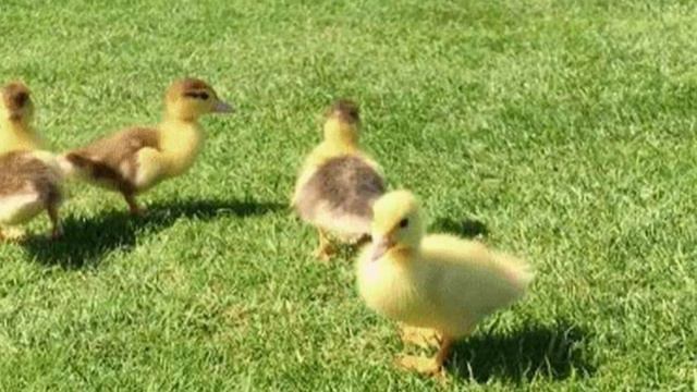 💥Лабрадор Стал Отцом Для 9 осиротевших утят... смотреть онлайн