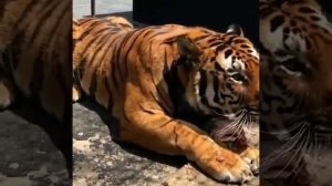 Lion and tiger roar | Рык льва и тигра