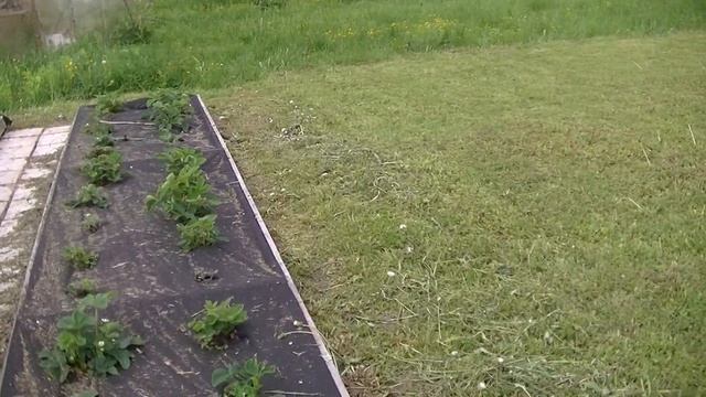 Клубника. Атака мышей (мышки испортили клубничную грядку и пострадали клубничные кусты). смотреть онлайн