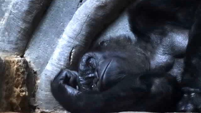 Поспать спокойно не дают...Что делаю, что делаю - живу я здесь... смотреть онлайн