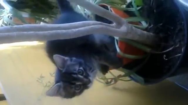Котенок, хорошим людям - звоните прямо сейчас.mp4 смотреть онлайн