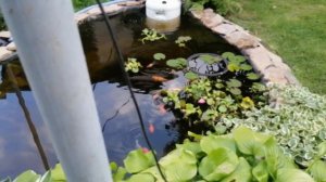 ПРОЗРАЧНЫЙ ПРУДИК. НЕТ МУТНОЙ ВОДЫ. КАРПЫ КОИ БЫСТРО РАСТУТ.