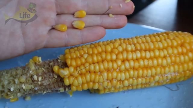 Три самых уловистых наживки на карпа летом и осенью. На что лучше всего клюет карп? смотреть онлайн