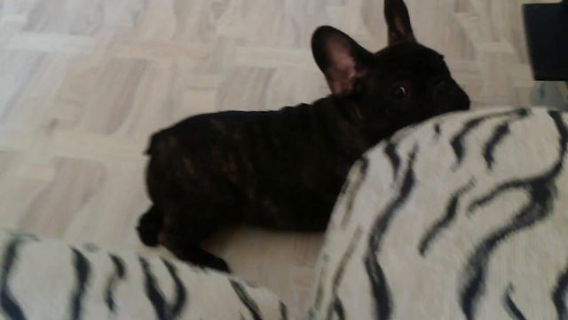 Французский бульдог Остин. Видосик из архива смотреть онлайн