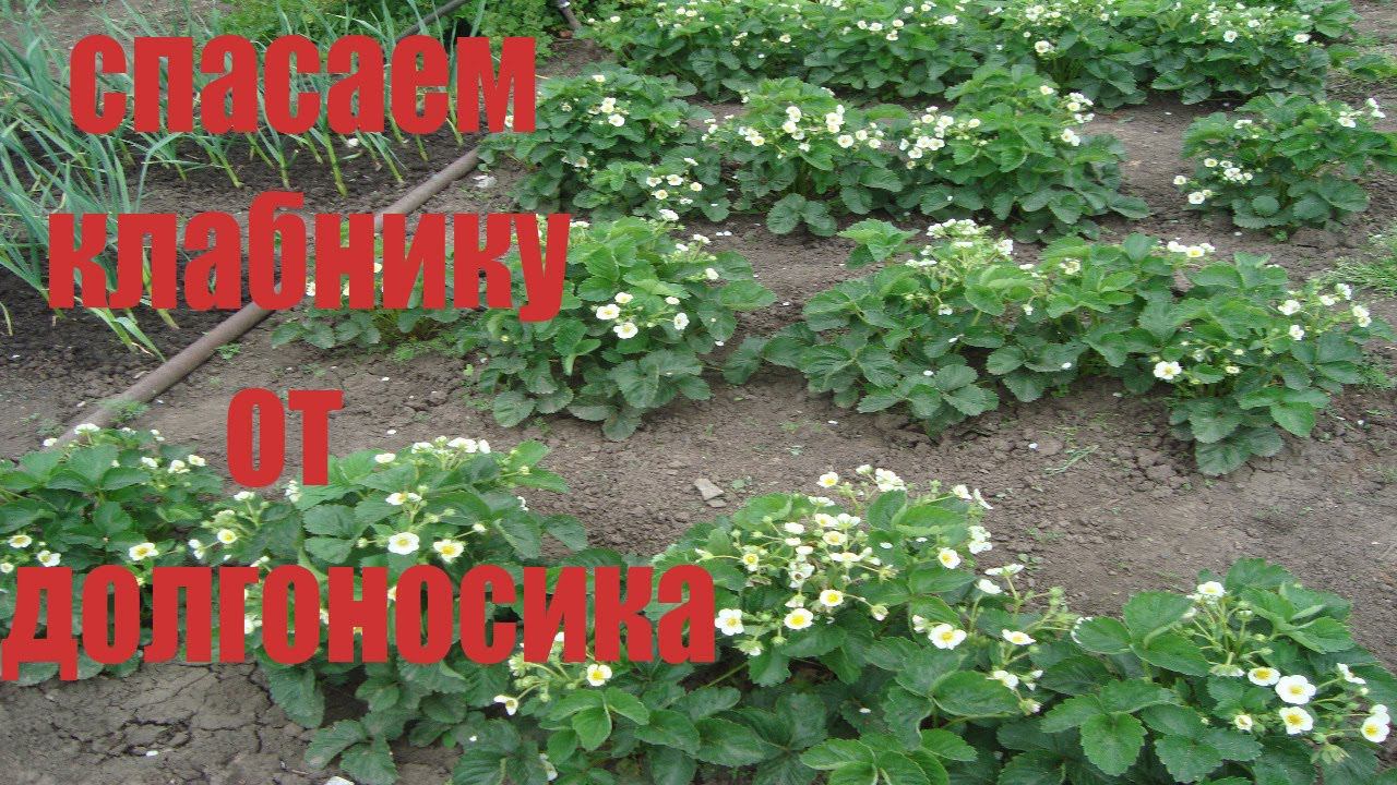 КАК ИЗБАВИТЬСЯ ОТ ДОЛГОНОСИКА НА КЛУБНИКЕ ВО ВРЕМЯ БУТОНИЗАЦИИ И В НАЧАЛЕ ЦВЕТЕНИЯ смотреть онлайн