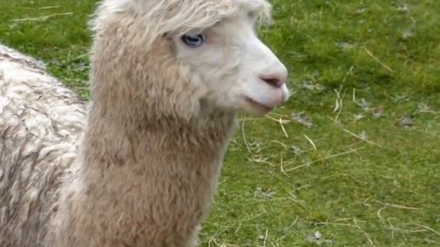 Tambomachay-PukaPucara. Cusco-Peru. www.janaxpacha-travelagency.com смотреть онлайн