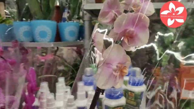 Обзор орхидей в магазине ОБИ город Москва метро Говорово смотреть онлайн