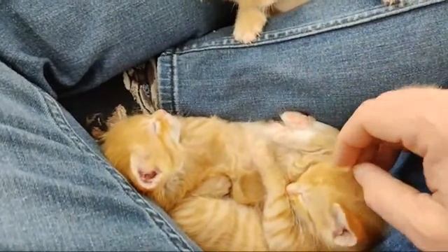 Seven Kittens In A Room What Happened Next? 2021-04-16 смотреть онлайн