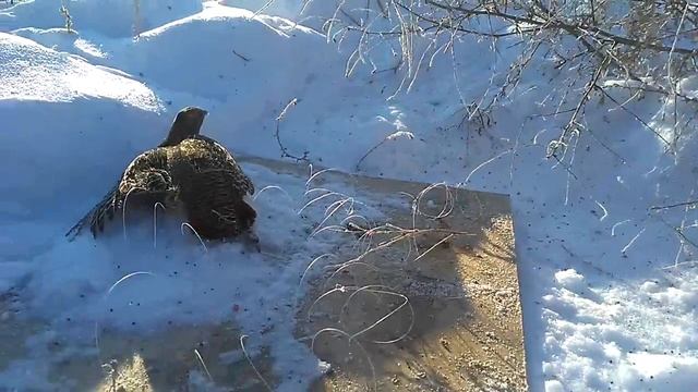 Ловля куропаток на силки смотреть онлайн