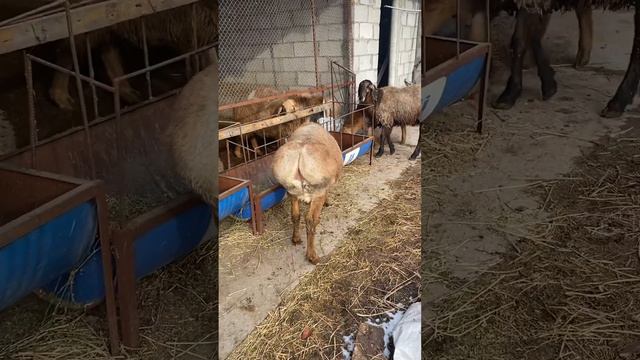 Линии Миллиона/Ландраса/Корабля Апрель/май смотреть онлайн