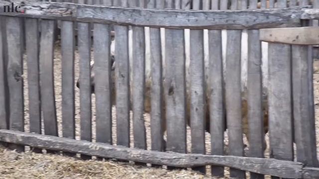 Венгерская мангалица: уникальная порода свиней свободного выпаса смотреть онлайн