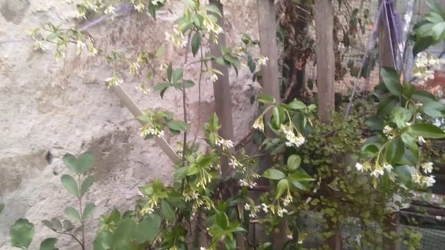 Trachelospermum jasminoides - Arap Yasemini ( Yıldız Yasemin )Bakımı ve Üretimi смотреть онлайн