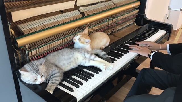 Merry go round of life Howl's moving catsle OST for Meow смотреть онлайн