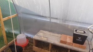 Билефельдеры в теплице зимой