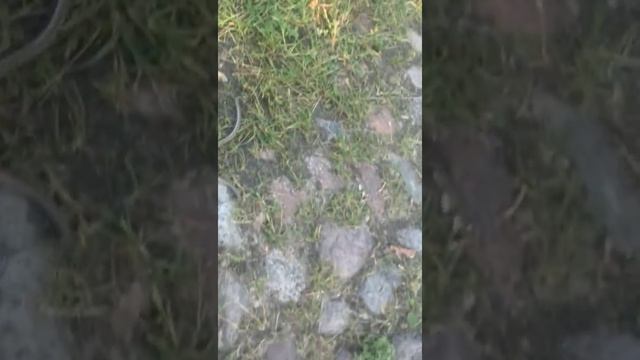 Змея откидывающая хвост .или ящерица мутант смотреть онлайн