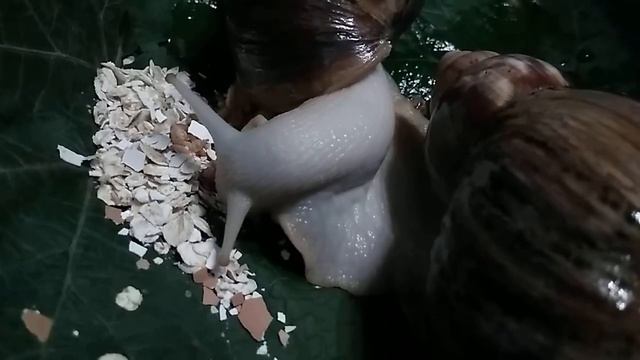 Африканский ахатин. Улитка кушает. Улитка африканского ахатина за трапезой. смотреть онлайн