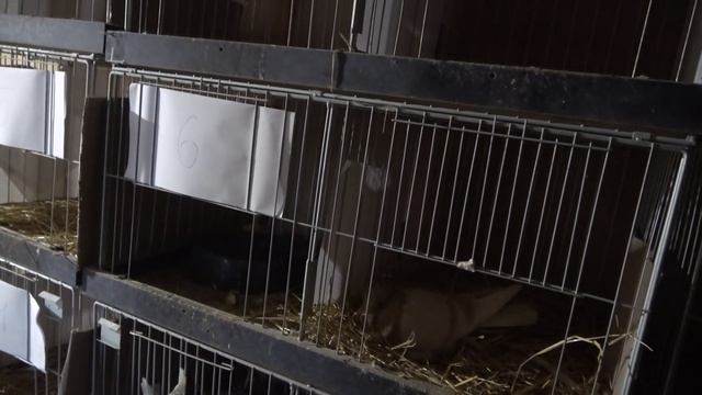 Голуби породы Гюмри- Ленинаканские г Москва смотреть онлайн