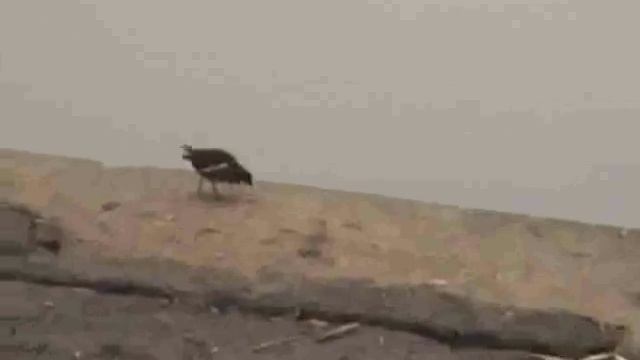 МелодияОбодзинский Карасун смотреть онлайн