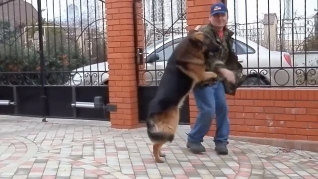 ТЯЖЕЛОВЕС РОККИ. Dog heavyweight. Кобель НЕМЕЦКОЙ ОВЧАРКИ 5 лет. Одесса. смотреть онлайн