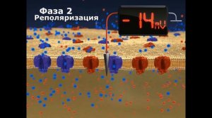 Генерация потенциала действия