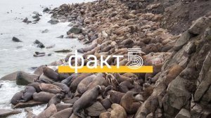 Интересные факты об Острове Врангеля