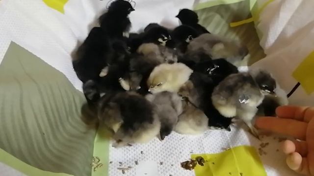 Цыплята марана, легбара и домашних помесных курочек. Мой второй выклев. смотреть онлайн