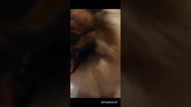 У кого нет собаки, тот не знает что такое дружба🙃 смотреть онлайн