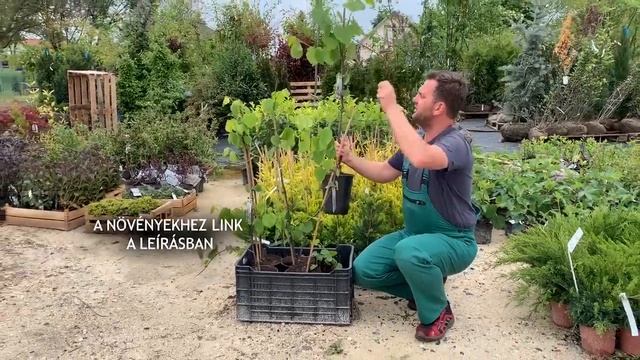 Kanadai Júdásfa (Cercis Canadensis 'Vanilla Twist')