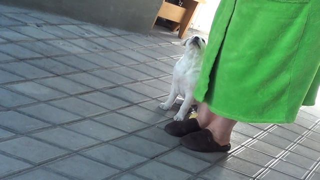 ЛАБРАДОР  БОНЯ 2 МЕСЯЦА ,НАШИ УСПЕХИ