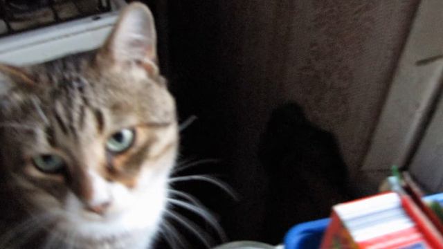 Кот смотреть онлайн